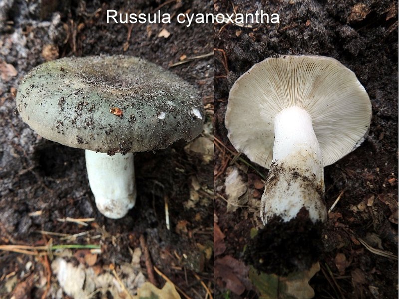 Russula cyanoxantha-amf1655.jpg - Russula cyanoxantha ; Syn1: Russula angustata ; Syn2: Hypophyllum virens ; Nom français: Russule charbonnière